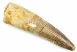 Fossil Spinosaurus Tooth - Real Fossil Tooth #373960-1